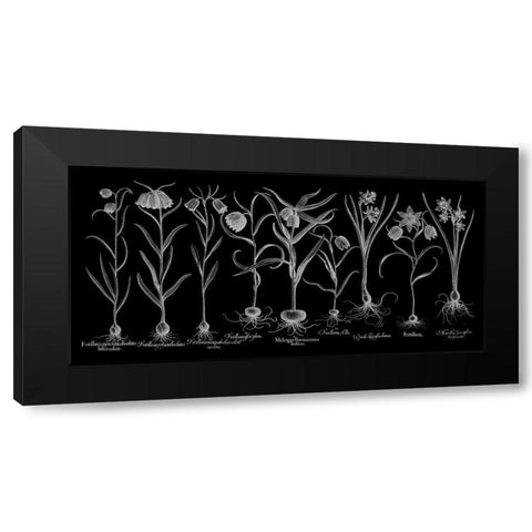 Fritillariae Black Modern Wood Framed Art Print by Besler, Basilius