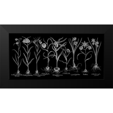 Fritillariae Black Modern Wood Framed Art Print by Besler, Basilius