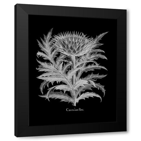 Cinera Black Modern Wood Framed Art Print by Besler, Basilius