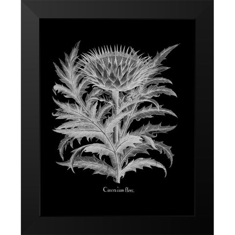 Cinera Black Modern Wood Framed Art Print by Besler, Basilius
