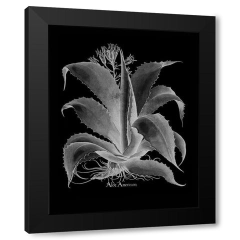 Aloe Americana Black Modern Wood Framed Art Print with Double Matting by Besler, Basilius