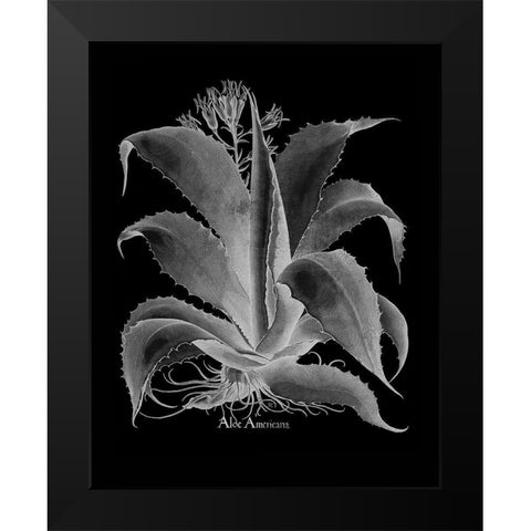 Aloe Americana Black Modern Wood Framed Art Print by Besler, Basilius