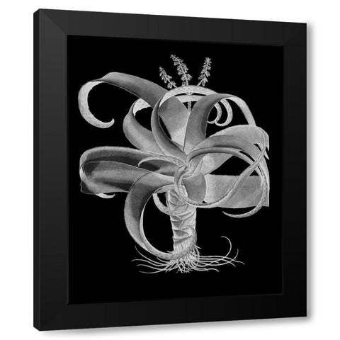 Aloe Black Modern Wood Framed Art Print with Double Matting by Besler, Basilius