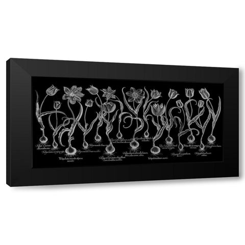 Tulipa Black Modern Wood Framed Art Print by Besler, Basilius