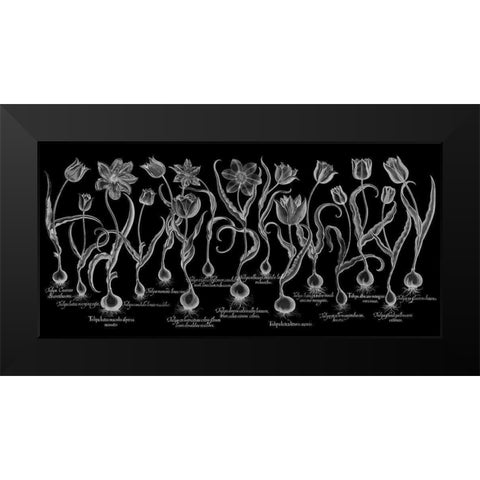 Tulipa Black Modern Wood Framed Art Print by Besler, Basilius