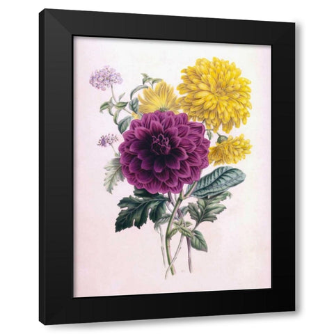 Chrysanthemum Black Modern Wood Framed Art Print by Andrews, James