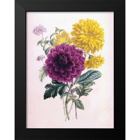 Chrysanthemum Black Modern Wood Framed Art Print by Andrews, James