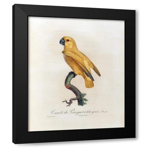 Variete du Perroquet a tete grise Black Modern Wood Framed Art Print with Double Matting by Barraband, Jacques