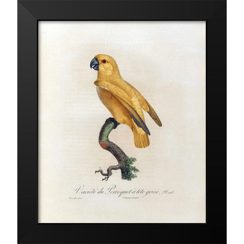 Variete du Perroquet a tete grise Black Modern Wood Framed Art Print by Barraband, Jacques