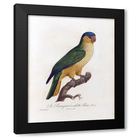 Le Perroquet a calotte bleu Black Modern Wood Framed Art Print by Barraband, Jacques