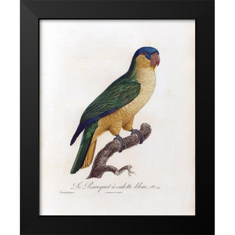 Le Perroquet a calotte bleu Black Modern Wood Framed Art Print by Barraband, Jacques