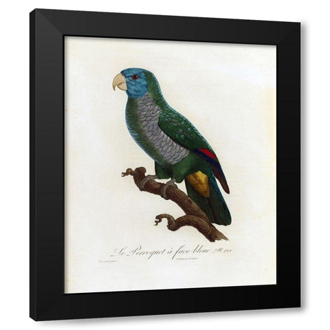 Le Perroquet a face bleu Black Modern Wood Framed Art Print with Double Matting by Barraband, Jacques