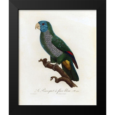 Le Perroquet a face bleu Black Modern Wood Framed Art Print by Barraband, Jacques