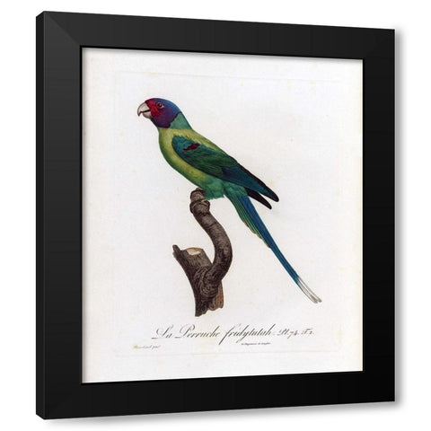 La Perruche, Fridytutah Black Modern Wood Framed Art Print with Double Matting by Barraband, Jacques