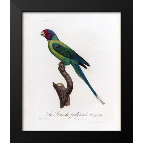 La Perruche, Fridytutah Black Modern Wood Framed Art Print by Barraband, Jacques