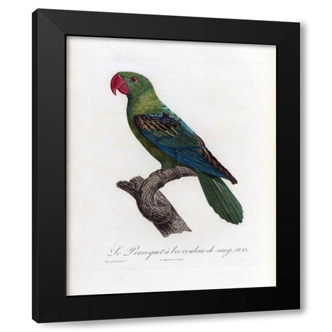 Le Perroquet a bac couleur de sang Black Modern Wood Framed Art Print with Double Matting by Barraband, Jacques