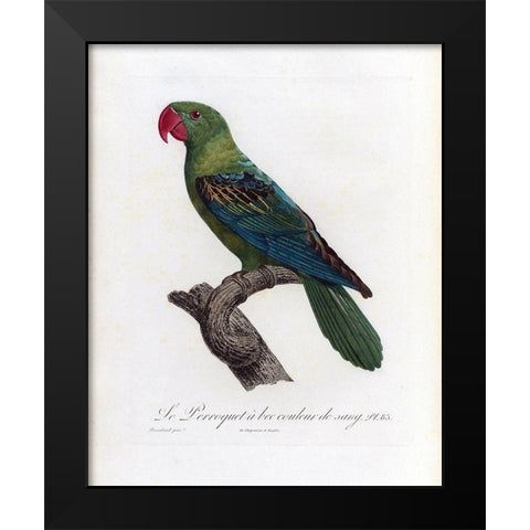 Le Perroquet a bac couleur de sang Black Modern Wood Framed Art Print by Barraband, Jacques
