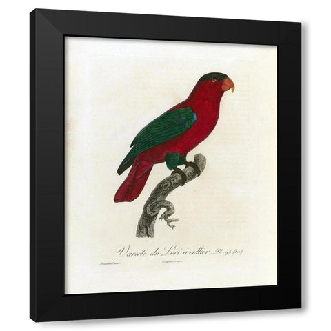 Variete du Lori a collier Black Modern Wood Framed Art Print with Double Matting by Barraband, Jacques