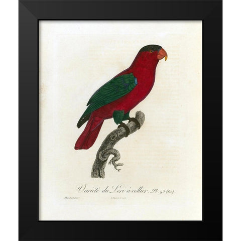Variete du Lori a collier Black Modern Wood Framed Art Print by Barraband, Jacques
