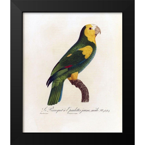 Le Perroquet a Epaulettes jaune, male Black Modern Wood Framed Art Print by Barraband, Jacques