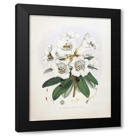 Rhododendron Dalhousiae Black Modern Wood Framed Art Print with Double Matting by Hooker, Joseph Dalton
