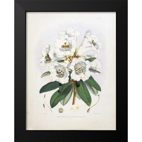Rhododendron Dalhousiae Black Modern Wood Framed Art Print by Hooker, Joseph Dalton
