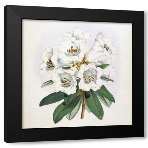 Rhododendron Dalhousiae Flower Black Modern Wood Framed Art Print with Double Matting by Hooker, Joseph Dalton