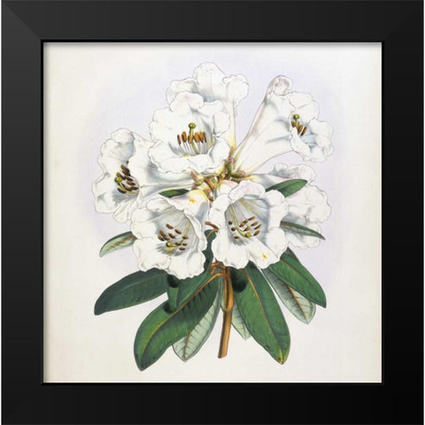 Rhododendron Dalhousiae Flower Black Modern Wood Framed Art Print by Hooker, Joseph Dalton