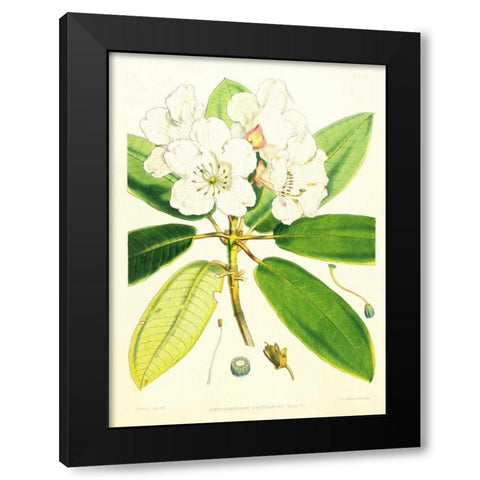 Rhododendron Aucklandii Black Modern Wood Framed Art Print with Double Matting by Hooker, Joseph
