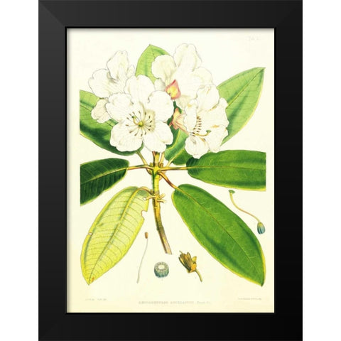Rhododendron Aucklandii Black Modern Wood Framed Art Print by Hooker, Joseph