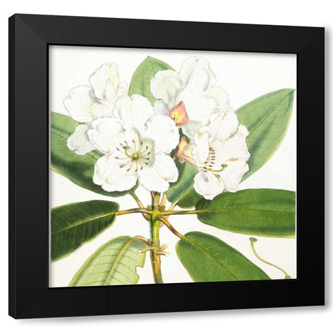 Rhododendron Aucklandii Flower Black Modern Wood Framed Art Print with Double Matting by Hooker, Joseph Dalton