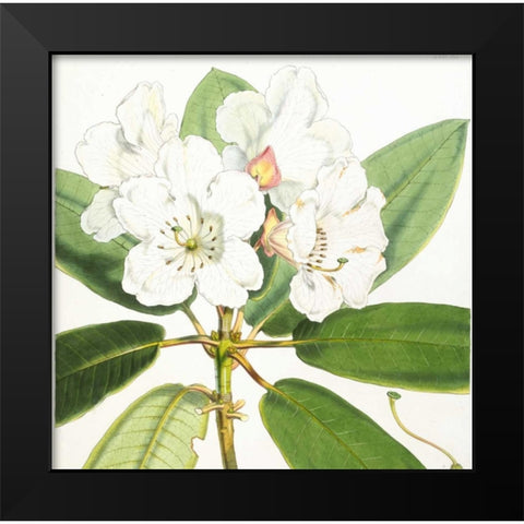 Rhododendron Aucklandii Flower Black Modern Wood Framed Art Print by Hooker, Joseph Dalton