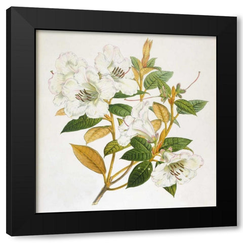 Rhododendron Edgeworthi Flower Black Modern Wood Framed Art Print with Double Matting by Hooker, Joseph Dalton