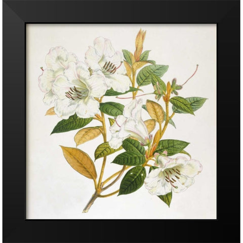 Rhododendron Edgeworthi Flower Black Modern Wood Framed Art Print by Hooker, Joseph Dalton