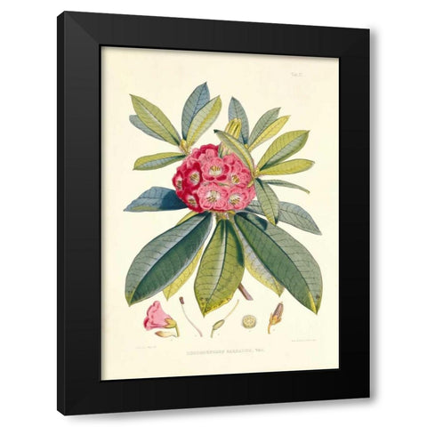 Rhododendron Barbatum Black Modern Wood Framed Art Print by Hooker, Joseph
