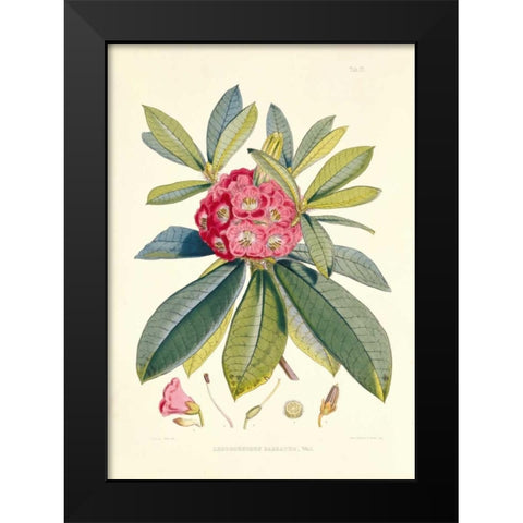 Rhododendron Barbatum Black Modern Wood Framed Art Print by Hooker, Joseph