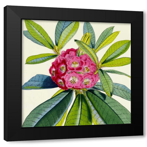 Rhododendron Barbatum Flower Black Modern Wood Framed Art Print with Double Matting by Hooker, Joseph Dalton