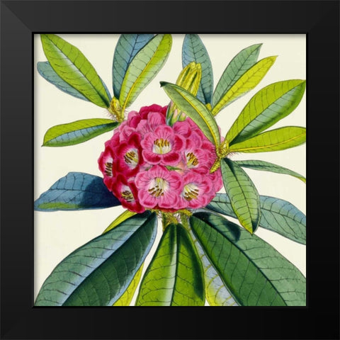 Rhododendron Barbatum Flower Black Modern Wood Framed Art Print by Hooker, Joseph Dalton