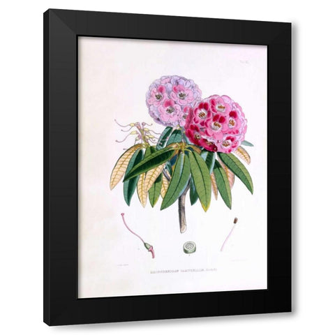 Rhododendron Campbelliae Black Modern Wood Framed Art Print with Double Matting by Hooker, Joseph Dalton