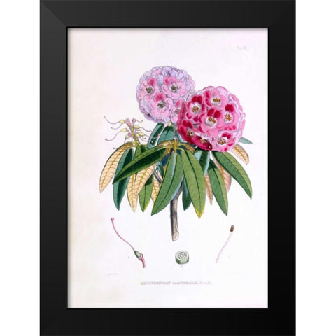 Rhododendron Campbelliae Black Modern Wood Framed Art Print by Hooker, Joseph Dalton