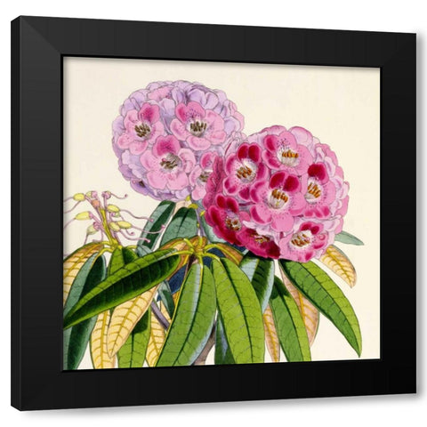 Rhododendron Campbelliae Flower Black Modern Wood Framed Art Print with Double Matting by Hooker, Joseph Dalton
