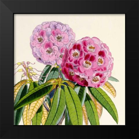 Rhododendron Campbelliae Flower Black Modern Wood Framed Art Print by Hooker, Joseph Dalton