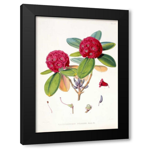 Rhododendron Fulgens Black Modern Wood Framed Art Print with Double Matting by Hooker, Joseph
