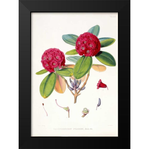 Rhododendron Fulgens Black Modern Wood Framed Art Print by Hooker, Joseph