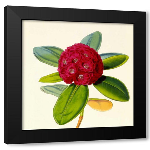 Rhododendron Fulgens Flower Black Modern Wood Framed Art Print with Double Matting by Hooker, Joseph Dalton