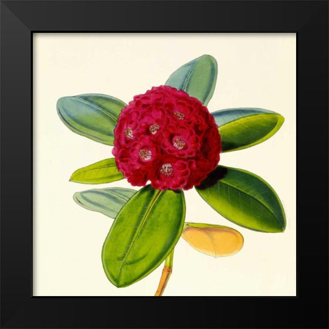 Rhododendron Fulgens Flower Black Modern Wood Framed Art Print by Hooker, Joseph Dalton