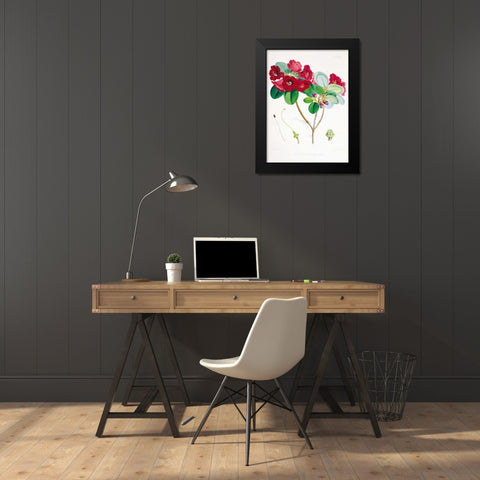 Rhododendron Thomsoni Black Modern Wood Framed Art Print by Hooker, Joseph