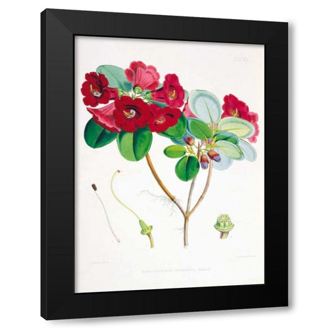 Rhododendron Thomsoni Black Modern Wood Framed Art Print with Double Matting by Hooker, Joseph