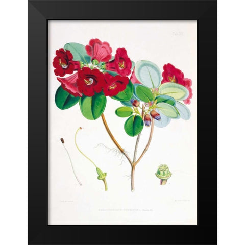 Rhododendron Thomsoni Black Modern Wood Framed Art Print by Hooker, Joseph