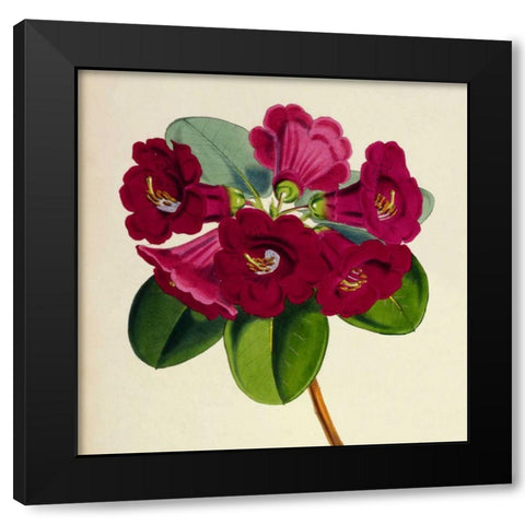 Rhododendron Thomsoni Flower Black Modern Wood Framed Art Print with Double Matting by Hooker, Joseph Dalton